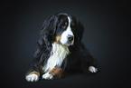 Berner Sennenhund