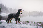 Berner Sennenhund Welpe