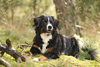 Berner Sennenhund