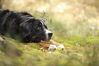 Berner Sennenhund