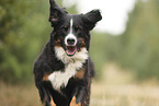 Berner Sennenhund