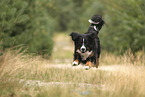 Berner Sennenhund