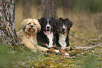 Berner Sennenhund