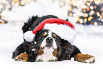 Berner Sennenhund