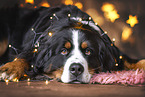 Berner Sennenhund
