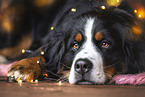 Berner Sennenhund