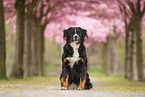 Berner Sennenhund
