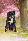Berner Sennenhund