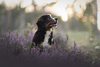 Berner Sennenhund