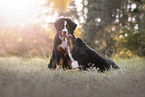 Berner Sennenhund