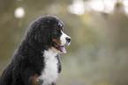 Berner Sennenhund
