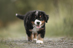 Berner Sennenhund