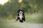 Berner Sennenhund