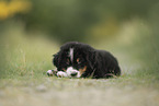 Berner Sennenhund