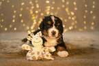 Berner Sennenhund