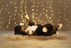 Berner Sennenhund