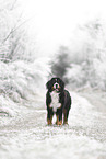 Berner Sennenhund