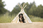 Berner Sennenhund