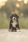 Berner Sennenhund