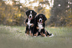 Berner Sennenhund