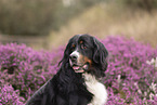 Berner Sennenhund