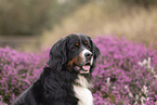 Berner Sennenhund
