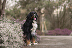 Berner Sennenhund