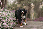 Berner Sennenhund