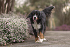 Berner Sennenhund
