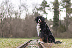 Berner Sennenhund