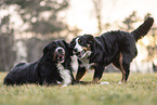 Berner Sennenhund