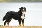 Berner Sennenhund