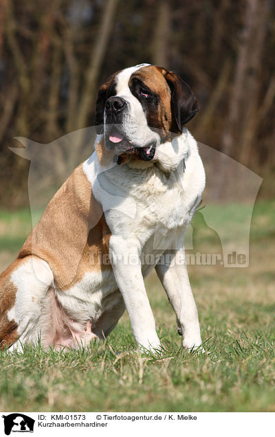 Kurzhaarbernhardiner / KMI-01573