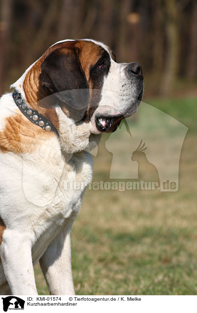 Kurzhaarbernhardiner / KMI-01574