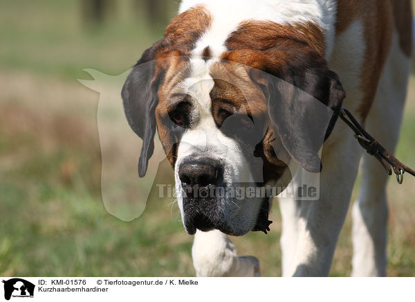 Kurzhaarbernhardiner / Shorthaired Saint Bernard / KMI-01576