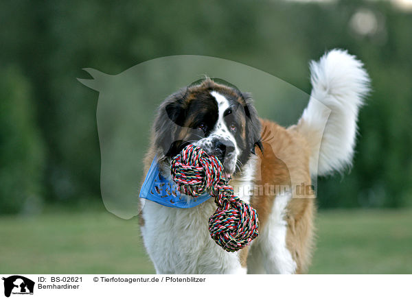 Bernhardiner / BS-02621