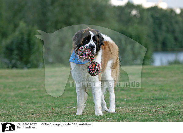 Bernhardiner / BS-02622