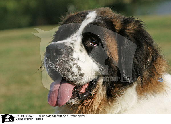 Bernhardiner Portrait / BS-02629