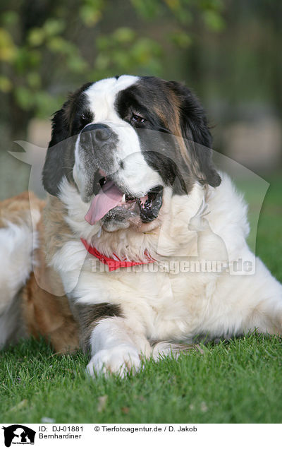 Bernhardiner / Saint Bernard / DJ-01881