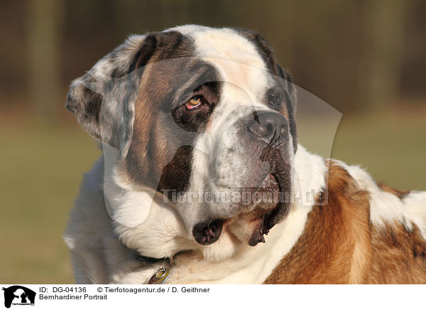 Bernhardiner Portrait / Saint Bernard Portrait / DG-04136
