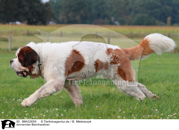 rennender Bernhardiner / running Saint Bernard / BM-02659