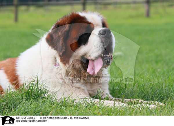 liegender Bernhardiner / lying Saint Bernard / BM-02662