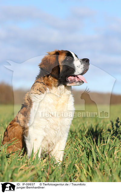 junger Bernhardiner / young Saint Bernard / IF-09937