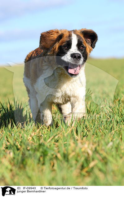 junger Bernhardiner / young Saint Bernard / IF-09940