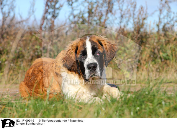 junger Bernhardiner / young Saint Bernard / IF-09945