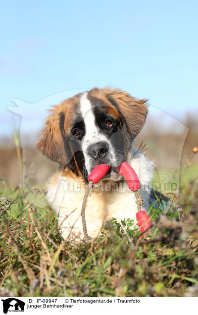 junger Bernhardiner / young Saint Bernard / IF-09947