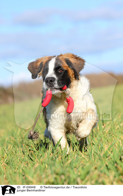 junger Bernhardiner / young Saint Bernard / IF-09948