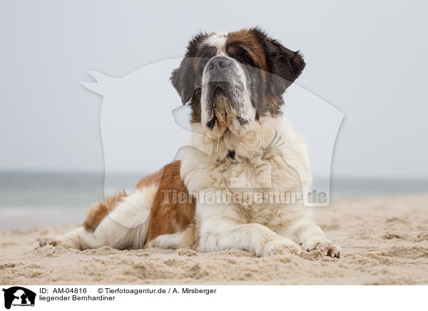 liegender Bernhardiner / lying Saint Bernard / AM-04816