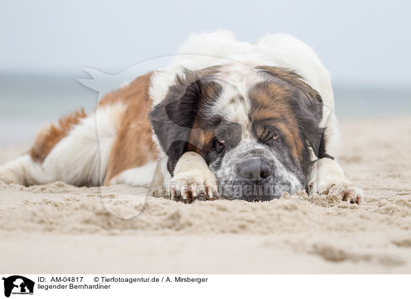 liegender Bernhardiner / lying Saint Bernard / AM-04817