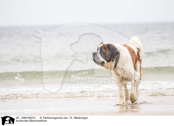 laufender Bernhardiner / walking Saint Bernard / AM-04833